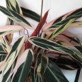 Bromeliad otthoni gondozást, fotók és videó (ellátás) Bromeliad otthoni gondozást, fotó és videó