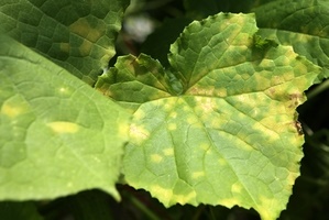 A spray őszibarack kártevőktől mágikus növények