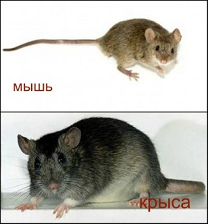 Mi a különbség az egér patkány