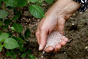 A betáplálási és megtermékenyíteni rózsák ásványi, szerves és komplex műtrágyák a rózsák (szerves) A takarmány- és megtermékenyíteni a rózsák ásványi, szerves és komplex műtrágya a rózsák