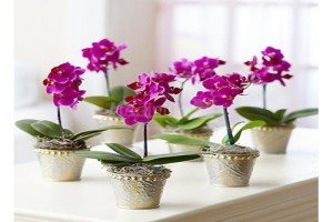 Mi az orchidea szobába, és hogyan kell megfelelően gondoskodik róla