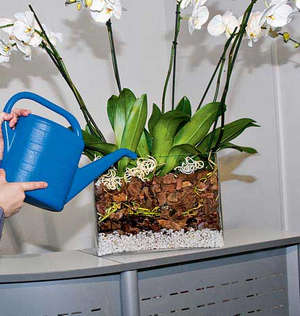 Mi az orchidea szobába, és hogyan kell megfelelően gondoskodik róla