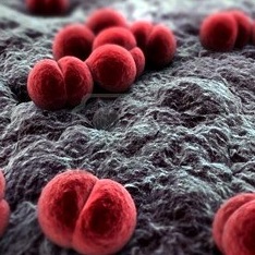 Mi meningitis, mint az agyhártyagyulladás veszélyes felnőttek és gyerekek (nap után a betegség) Mi meningitis, mint az agyhártyagyulladás veszélyes felnőtteknek és gyermekeknek
