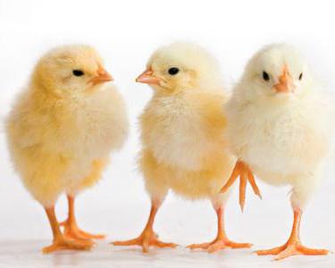 Csirkék előtt kikelt értelmében közmondások és példák használat