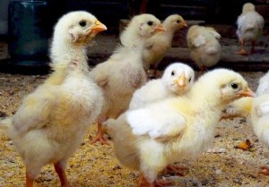 Ctartovy broiler takarmány (takarmány) Ctartovy takarmány brojlerek
