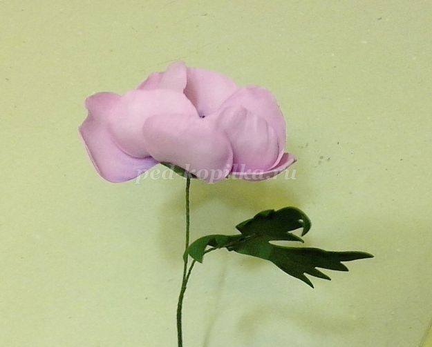 Virágok kökörcsin foamirana (kéz Masterclass lépésről lépésre fotók) Virágok az Anemone foamirana