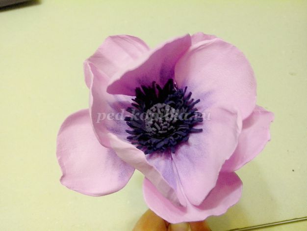 Virágok kökörcsin foamirana (Master-osztály lépésről lépésre fotók) Virágok az Anemone foamirana