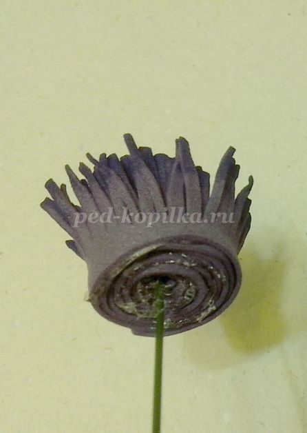 Virágok kökörcsin foamirana (kezük Mesterkurzus) Virágok az Anemone foamirana