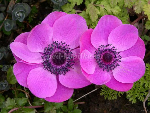 Virágok kökörcsin foamirana (kezük Mesterkurzus) Virágok az Anemone foamirana