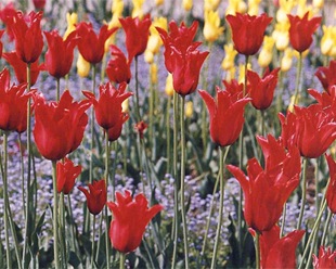 Virág tulipán - Fotó és gondozás, kedvenc virágai