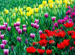 Virág tulipán - Fotó és gondozás, kedvenc virágai