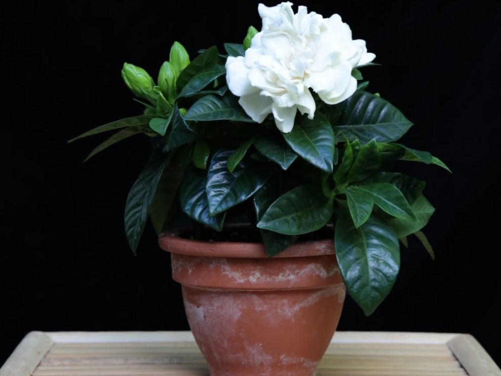Virág gardénia ellátás az otthoni (Gardenia) Virág gardénia ellátás az otthoni