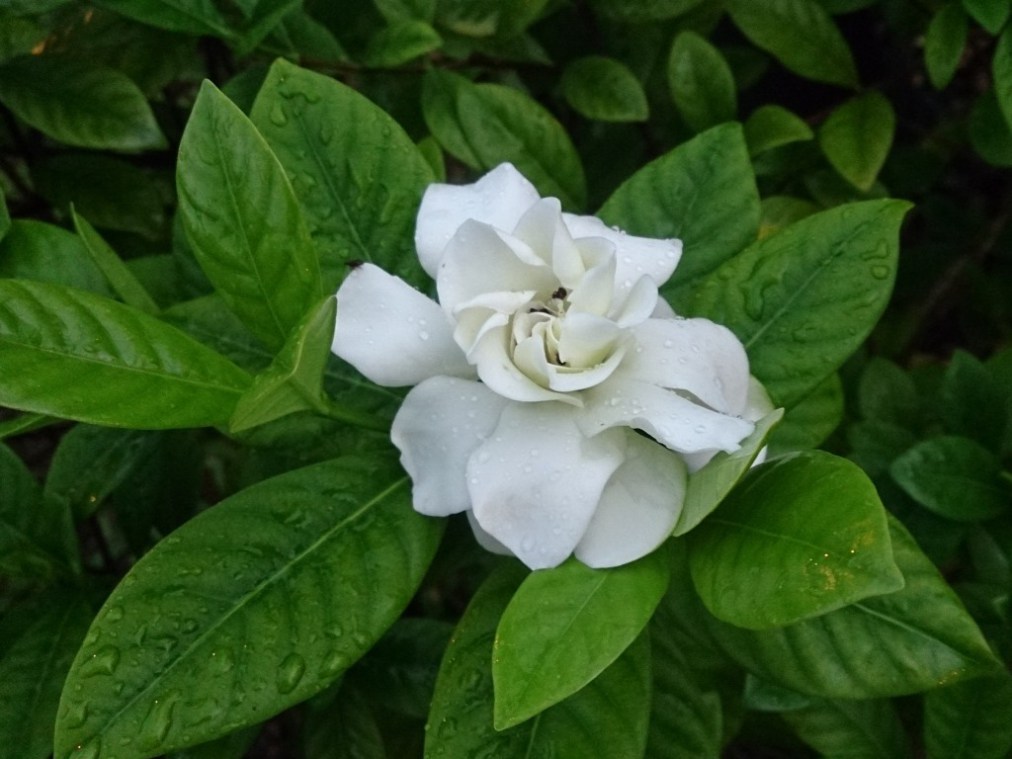 Gardenia virág otthoni gondozást (ellátást) Virág gardénia ellátás az otthoni
