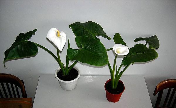 Calla virág néz ki, itt született a növény, otthoni gondozást (Calla) Calla virág néz ki, itt született a növény, otthoni gondozást