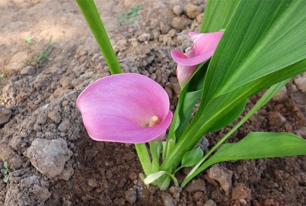 Calla virág néz ki, itt született a növény, otthoni gondozást (úgy néz ki) Calla virág néz ki, itt született a növény, otthoni gondozást