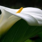 Calla virág néz ki, itt született a növény, otthoni gondozást (Calla) Calla virág néz ki, itt született a növény, otthoni gondozást
