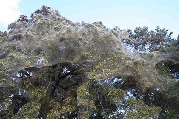 Fák a web - érdekes állatok (fák) Fák a web - érdekes állatok