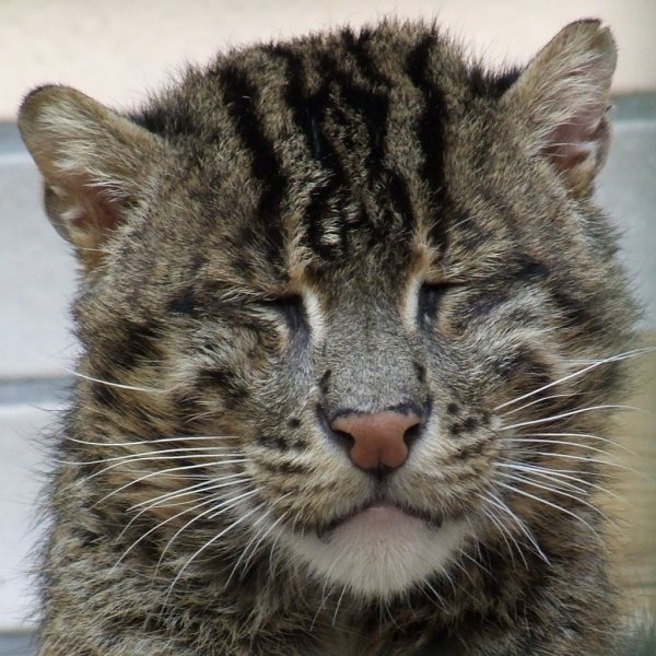Ázsiai vadmacska hal macska (felis viverrina) - a forrása a jó hangulat (viverrina) Ázsiai vadmacska hal macska (felis viverrina) - a forrása a jó hangulat