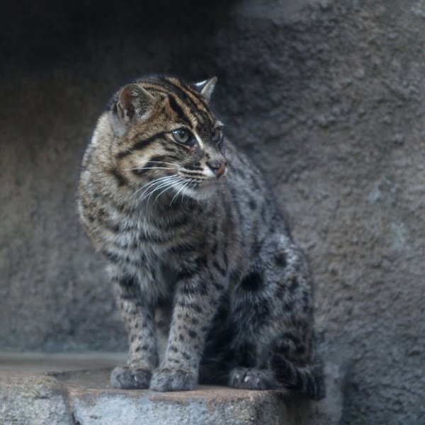 Ázsiai vadmacska hal macska (felis viverrina) - a forrása a jó hangulat (békák) Ázsiai vadmacska hal macska (felis viverrina) - a forrása a jó hangulat