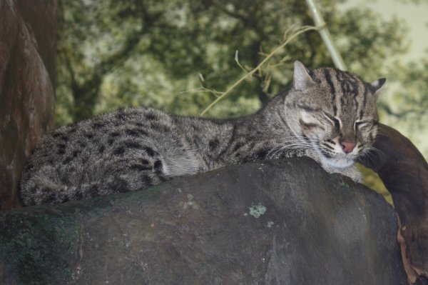 Ázsiai vadmacska hal macska (felis viverrina) - a forrása a jó hangulat (koshkirybolovy) Ázsiai vadmacska hal macska (felis viverrina) - a forrása a jó hangulat