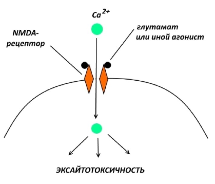Farmakológiai modulálására memóriát (memória) Farmakológiai modulációja memória