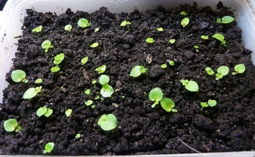 Viola cornuta növekvő vetőmag (mag) Viola cornuta növekvő magról