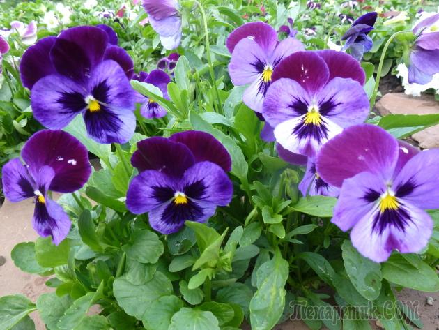Viola cornuta növekvő magról