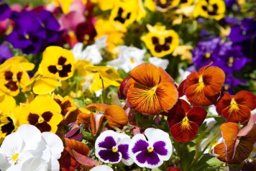 Viola cornuta növekvő magról (lila) Viola cornuta növekvő magról