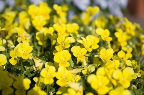 Viola cornuta növekvő vetőmag (mag) Viola cornuta növekvő magról