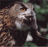 Feline közönséges (élősködők) (OWL) Feline közönséges (élősködők)