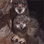Gyakori bagoly (ragadozó madár) (különbségek) Feline közönséges (élősködők)