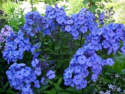 Phlox - szaporítás dugványozással (szaporodás) Phlox - szaporítás dugványozással