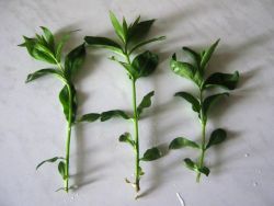 Phlox - szaporítás dugványozással (Phlox) Phlox - szaporítás dugványozással