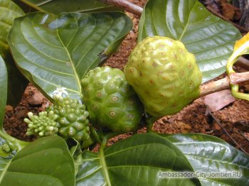 Noni gyümölcs, leírás, noni juice és hasznos tulajdonságokkal, visszacsatolás és megjegyzések (tulajdonságok) Noni gyümölcs, leírás, noni juice és szép képességgel vélemények és észrevételek