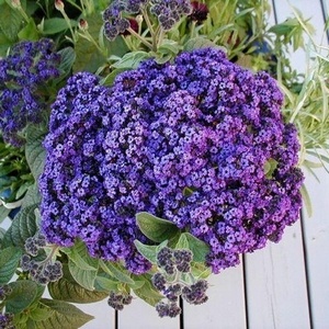 Heliotrope kikötők, különösen a fajta és szabályokat az ellátás a kis fa-virág egy otthoni kertben (kikötő) Heliotrope kikötők, különösen a fajta és szabályokat az ellátás a kis fa-virág, egy otthoni kertben