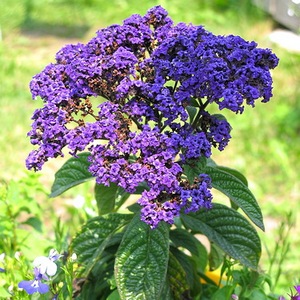 Heliotrope kikötők, különösen a fajta és szabályokat az ellátás a kis fa-virág egy otthoni kertben (kikötő) Heliotrope kikötők, különösen a fajta és szabályokat az ellátás a kis fa-virág, egy otthoni kertben