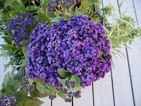Heliotrope növekszik, az eredeti fotó a virág, ls (faház) Heliotrope termesztés, a virág az eredeti fotó, a ls