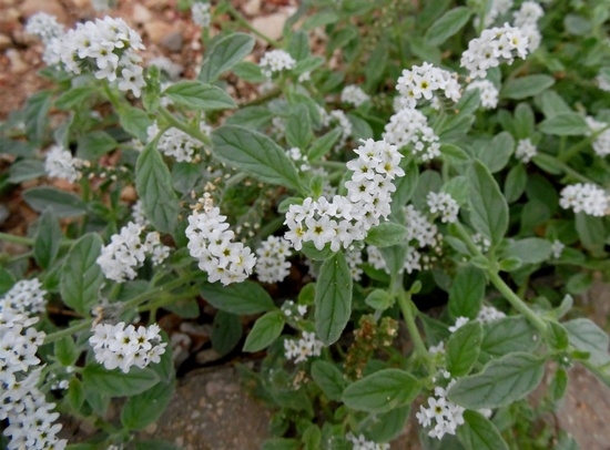 Heliotrope növekszik, az eredeti fotó a virág, ls (Hogyan növekszik a napraforgó?) Heliotrope termesztés, a virág az eredeti fotó, a ls