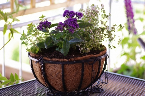 Heliotrope növekszik, az eredeti fotó a virág, ls (növekvő) Heliotrope termesztés, a virág az eredeti fotó, a ls