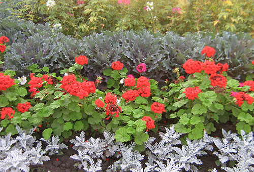 Geranium évelő kerti ültető és érdekli a nyaraló (muskátli kerti évelő ültetési ellátás) Geranium évelő kerti ültetés és gondozás saját nyaraló