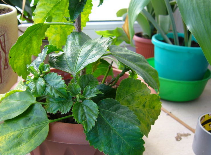 Hibiscus levelek sárgák, és leesik (hibiszkusz) Hibiscus levelek sárgák, és leesik