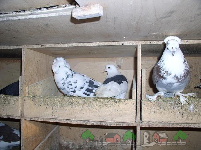 Sockets galambok saját kezűleg a termelés és a fotó