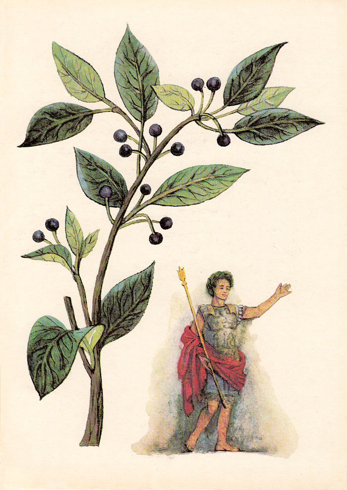 A történelem fűszernövények