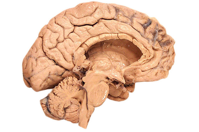 Ahogy az ember vált a Homo sapiens (lett) Ahogy az ember vált a Homo sapiens