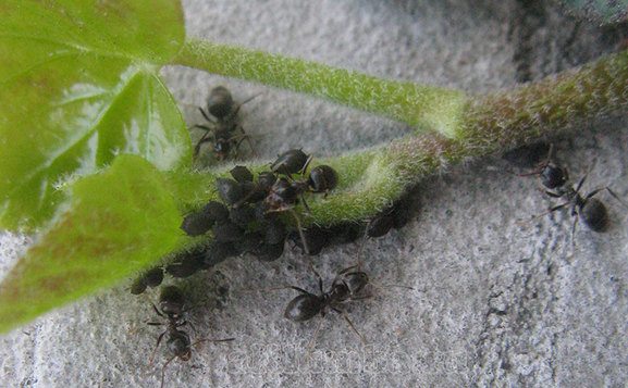 Hogyan lehet megszabadulni a hangyák - 10 módját, hogyan kell kezelni a hangyák