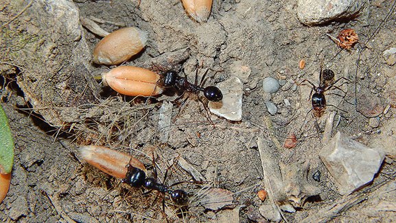 Hogyan lehet megszabadulni a hangyák - 10 módját, hogyan kell kezelni a hangyák