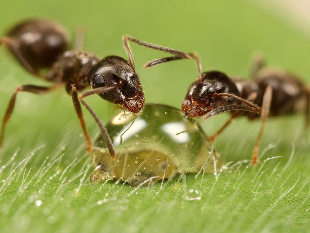 Hogyan lehet megszabadulni a hangyák a területen - jó, népi jogorvoslat, otthon farm