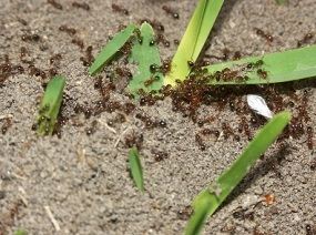 Hogyan lehet megszabadulni a hangyák a kertben, vagy nyaraló és a pusztítás hagyományos népi