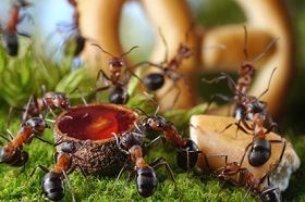 Hogyan lehet megszabadulni a hangyák a kertben, vagy nyaraló és a pusztítás hagyományos népi