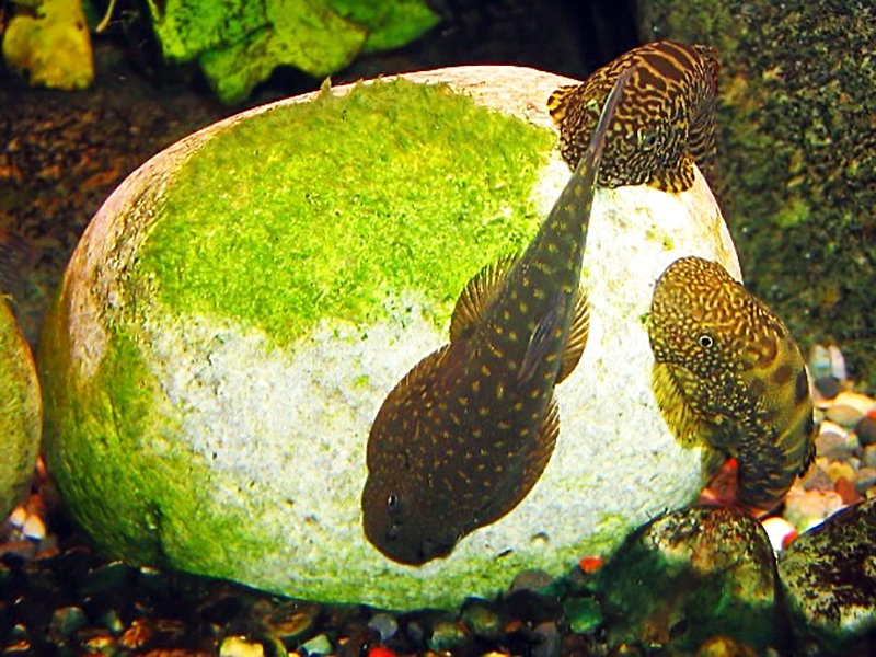 Hogyan nyerjünk az akvárium alga (alga az akvárium) Hogyan verte az algák a tartályban